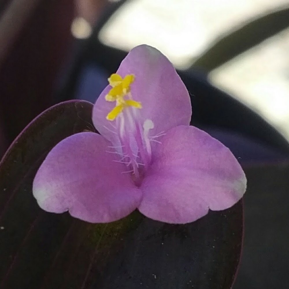 Meet your Posher, Cathryn